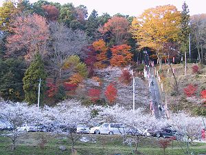 SAKURA5.JPG
